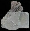 Wide, Enrolled Flexicalymene Trilobite - Ohio #61009-2